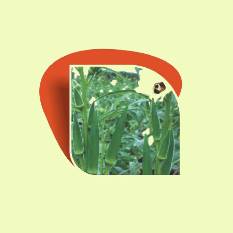 BHINDI GREEN SELECTION MAHI